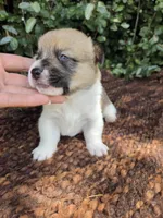 Sunny Red Sable male, a male Pembroke Welsh Corgi for sale in Brooksville, FL – 3 of 6