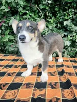 Ckc Bobby Blue tri , a male Pembroke Welsh Corgi for sale in Brooksville, FL – 3 of 8