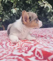 Merle tri male , a male Cardigan Welsh Corgi and Pembroke Welsh Corgi for sale in Brooksville, FL – 4 of 10