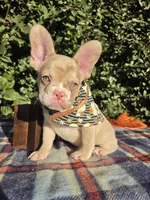 Diane Coco Isabella Merle girl , a female French Bulldog for sale in Brooksville, FL – 7 of 10