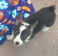 Black tri female #2 , a female Cardigan Welsh Corgi and Pembroke Welsh Corgi for sale in Brooksville, FL – 5 of 8