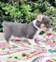Bobby Blue tri , a male Pembroke Welsh Corgi for sale in Brooksville, FL – Photo 8 of 10