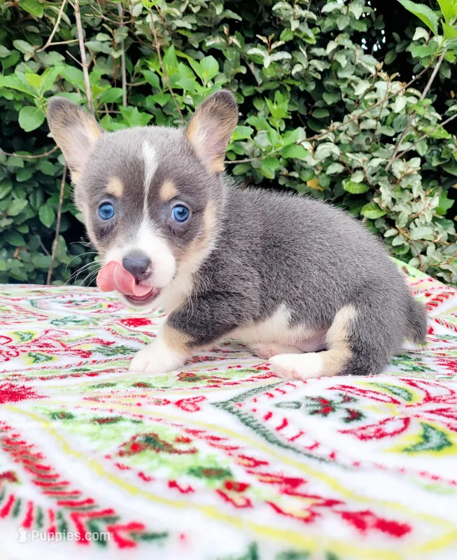 Bobby Blue tri  – Pembroke Welsh Corgi puppy for sale in Brooksville, FL