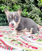 Bobby Blue tri , a male Pembroke Welsh Corgi for sale in Brooksville, FL – Photo 1 of 10