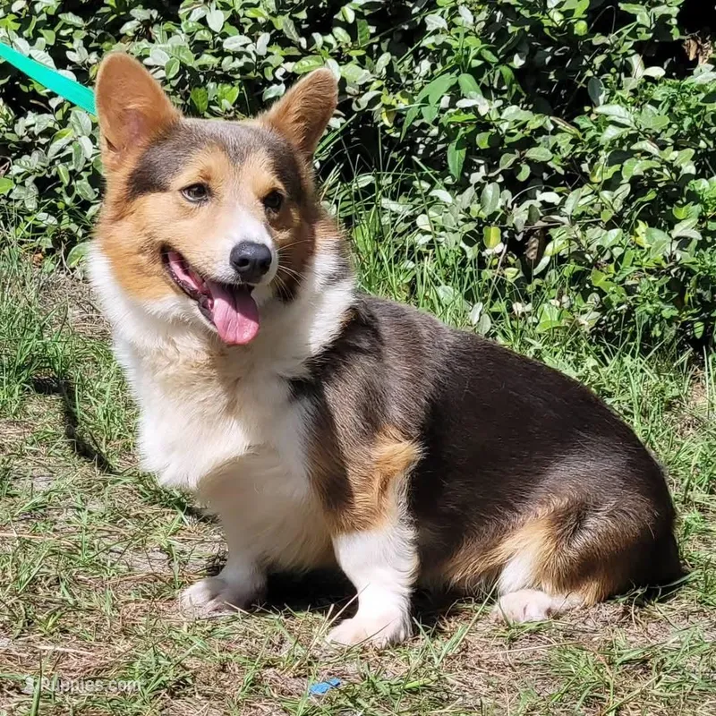 Bobby Blue tri  – Pembroke Welsh Corgi puppy for sale in Brooksville, FL