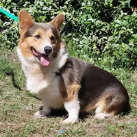 Bobby Blue tri , a male Pembroke Welsh Corgi for sale in Brooksville, FL – Photo 9 of 10