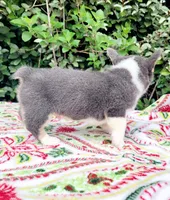 Bobby Blue tri , a male Pembroke Welsh Corgi for sale in Brooksville, FL – Photo 6 of 10