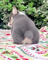 Bobby Blue tri , a male Pembroke Welsh Corgi for sale in Brooksville, FL – Photo 3 of 10