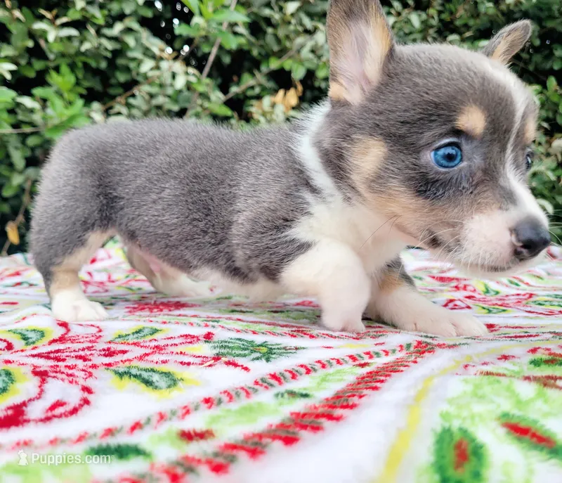 Bobby Blue tri  – Pembroke Welsh Corgi puppy for sale in Brooksville, FL