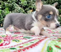 Bobby Blue tri , a male Pembroke Welsh Corgi for sale in Brooksville, FL – Photo 5 of 10