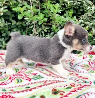 Bobby Blue tri , a male Pembroke Welsh Corgi for sale in Brooksville, FL – Photo 7 of 10