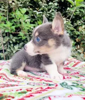 Bobby Blue tri , a male Pembroke Welsh Corgi for sale in Brooksville, FL – Photo 2 of 10