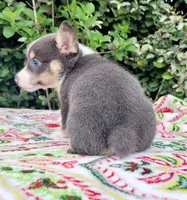 Bobby Blue tri , a male Pembroke Welsh Corgi for sale in Brooksville, FL – Photo 4 of 10