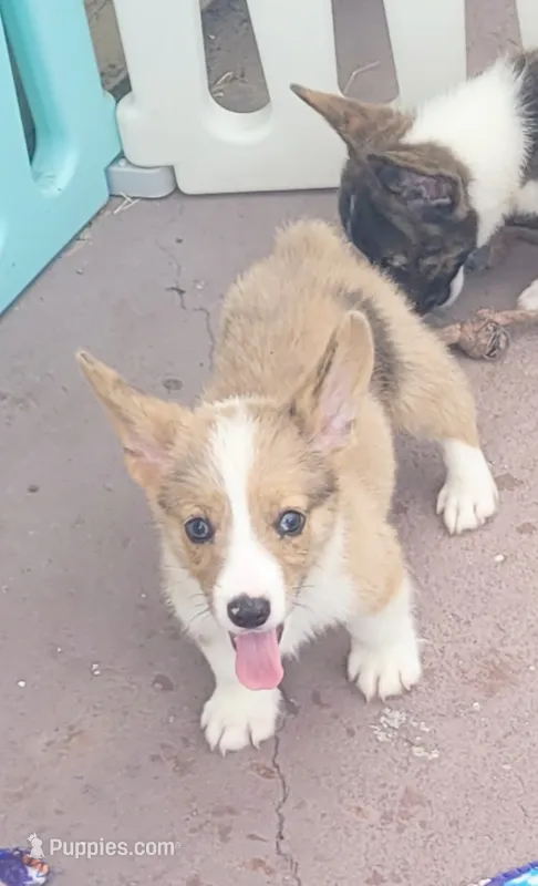 Red Merle male (Blue Eyes) – Cardigan Welsh Corgi, Pembroke Welsh Corgi puppy for sale in Brooksville, FL
