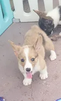 Red Merle male (Blue Eyes), a male Cardigan Welsh Corgi and Pembroke Welsh Corgi for sale in Brooksville, FL – 1 of 7