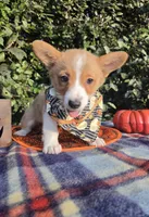Shine Red Sable female , a female Pembroke Welsh Corgi for sale in Brooksville, FL – 5 of 10