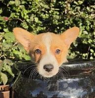 Shine Red Sable female , a female Pembroke Welsh Corgi for sale in Brooksville, FL – 2 of 10