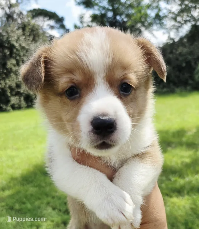 Shine Red Sable female  – Pembroke Welsh Corgi puppy for sale in Brooksville, FL