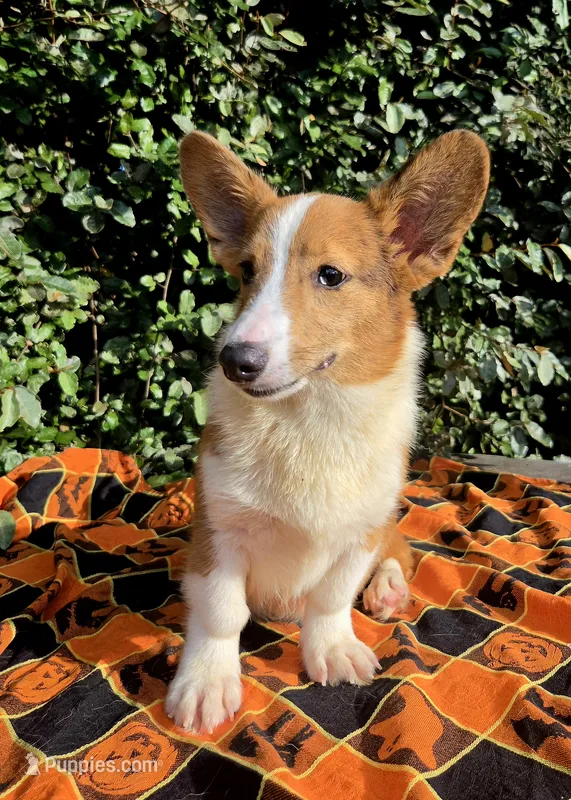 Merlin Red Merle male  – Cardigan Welsh Corgi, Pembroke Welsh Corgi puppy for sale in Brooksville, FL