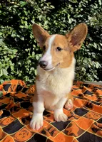 Merlin Red Merle male , a male Cardigan Welsh Corgi and Pembroke Welsh Corgi for sale in Brooksville, FL – 1 of 9