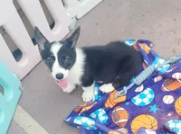 Black tri female #2 , a female Cardigan Welsh Corgi and Pembroke Welsh Corgi for sale in Brooksville, FL – 8 of 8
