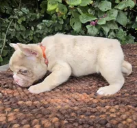 Diane Coco Fawn Merle girl , a female French Bulldog for sale in Brooksville, FL – 4 of 9