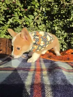 Summer Red female , a female Pembroke Welsh Corgi for sale in Brooksville, FL – 5 of 10