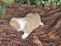 Summer Red female , a female Pembroke Welsh Corgi for sale in Brooksville, FL – 4 of 7