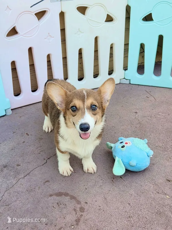 Maple blue sable  – Pembroke Welsh Corgi puppy for sale in Brooksville, FL