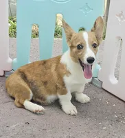 Red Merle male , a male Cardigan Welsh Corgi and Pembroke Welsh Corgi for sale in Brooksville, FL – 2 of 7