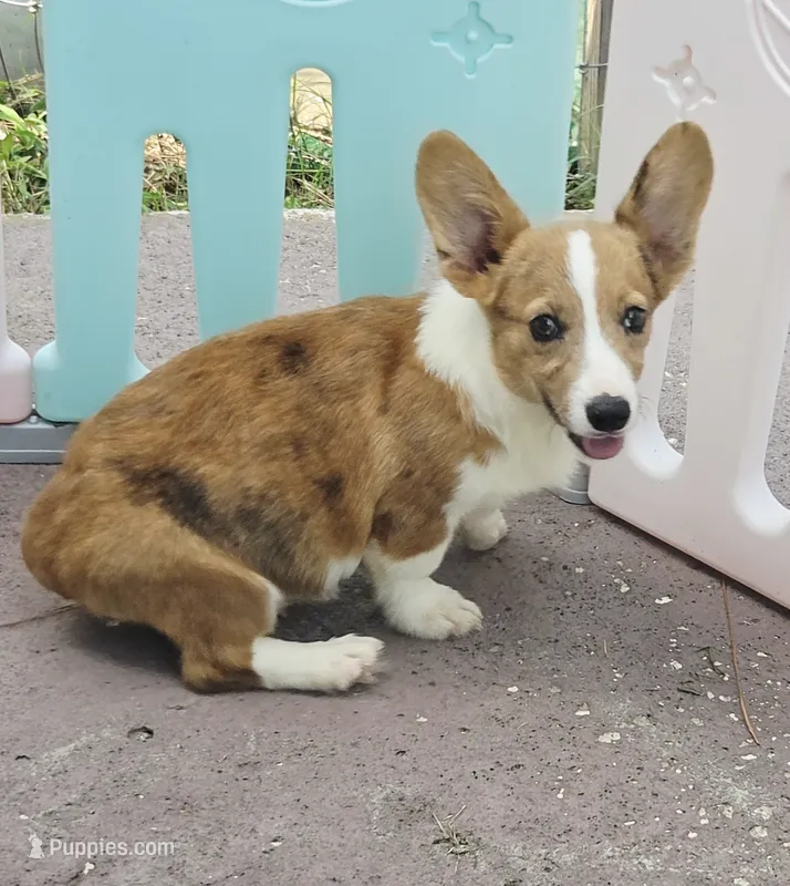 Red Merle male  – Cardigan Welsh Corgi, Pembroke Welsh Corgi puppy for sale in Brooksville, FL