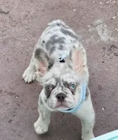 Polar bear Lilac Merle Fluffy , a male French Bulldog for sale in Brooksville, FL – 4 of 5