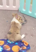 Red Merle male (Blue Eyes), a male Cardigan Welsh Corgi and Pembroke Welsh Corgi for sale in Brooksville, FL – 6 of 7