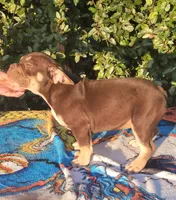 Carmen Chocolate tri , a male American Bully for sale in Brooksville, FL – 10 of 10