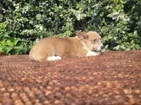 Maple blue sable , a female Pembroke Welsh Corgi for sale in Brooksville, FL – 4 of 9