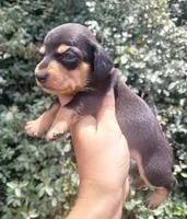 Tulip black tan , a female Chiweenie for sale in Brooksville, FL – 8 of 8
