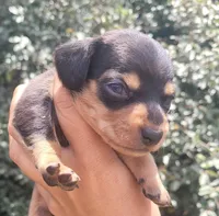 Tulip black tan , a female Chiweenie for sale in Brooksville, FL – 2 of 8
