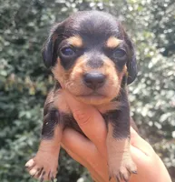 Tulip black tan , a female Chiweenie for sale in Brooksville, FL – 4 of 8