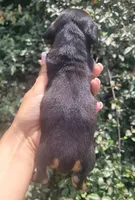 Tulip black tan , a female Chiweenie for sale in Brooksville, FL – 3 of 8