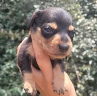 Tulip black tan , a female Chiweenie for sale in Brooksville, FL – 5 of 8