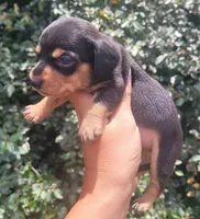 Tulip black tan , a female Chiweenie for sale in Brooksville, FL – 6 of 8
