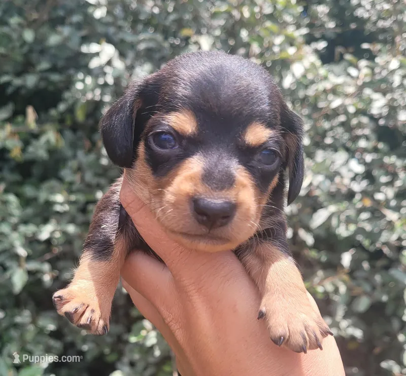 Tulip black tan  – Chiweenie puppy for sale in Brooksville, FL