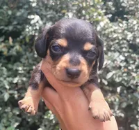Tulip black tan , a female Chiweenie for sale in Brooksville, FL – 1 of 8