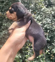 Tulip black tan , a female Chiweenie for sale in Brooksville, FL – 7 of 8