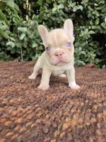 Jack Coco fawn Merle , a male French Bulldog for sale in Brooksville, FL – 2 of 10