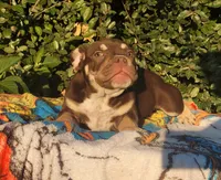 Carmen Chocolate tri , a male American Bully for sale in Brooksville, FL – 4 of 10