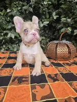 Diane Coco Rojo Merle girl , a female French Bulldog for sale in Brooksville, FL – 6 of 9
