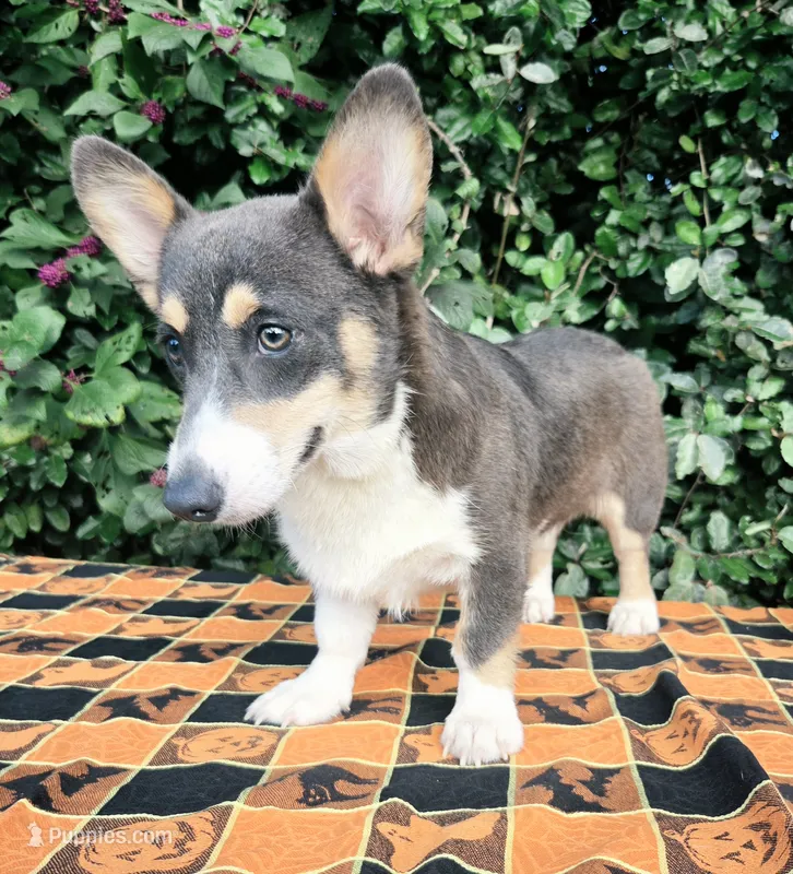 Bobby Blue tri  – Pembroke Welsh Corgi puppy for sale in Brooksville, FL