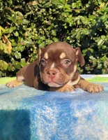 Carmen Chocolate tri , a male American Bully for sale in Brooksville, FL – Photo 5 of 6