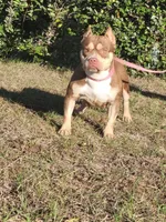 Carmen Chocolate tri , a male American Bully for sale in Brooksville, FL – 8 of 10